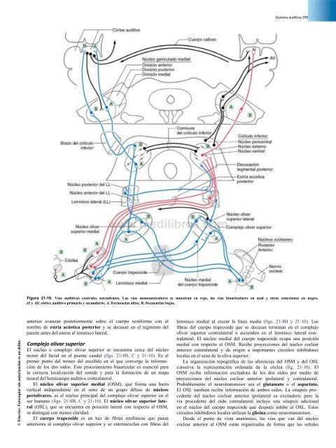 Principios de Neurociencia Haines 4a Ed_booksmedicos.org