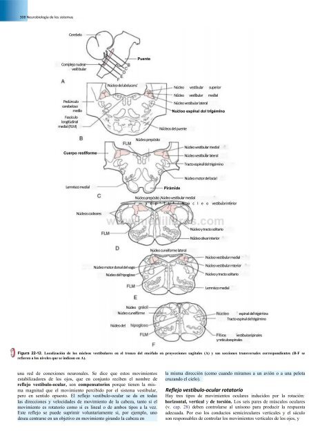 Principios de Neurociencia Haines 4a Ed_booksmedicos.org