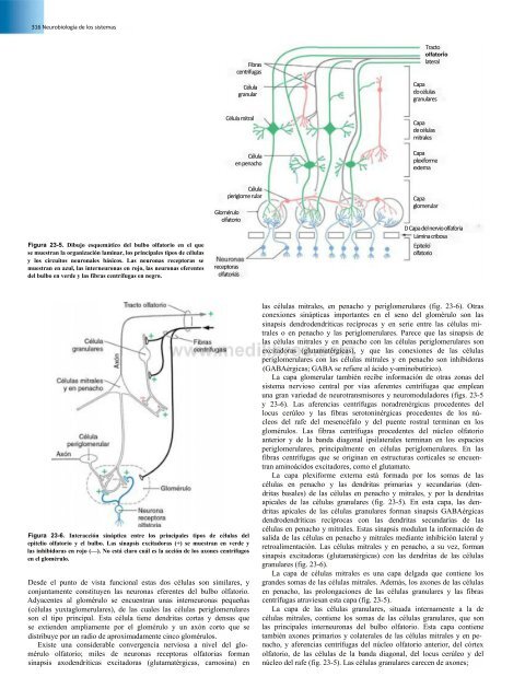 Principios de Neurociencia Haines 4a Ed_booksmedicos.org