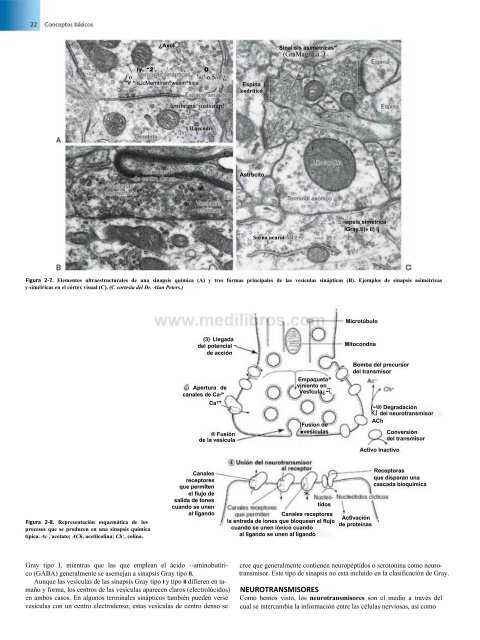 Principios de Neurociencia Haines 4a Ed_booksmedicos.org