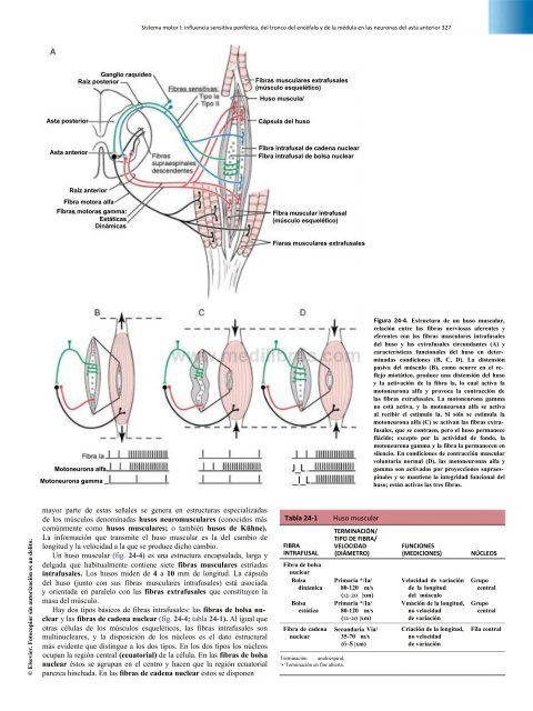 Principios de Neurociencia Haines 4a Ed_booksmedicos.org