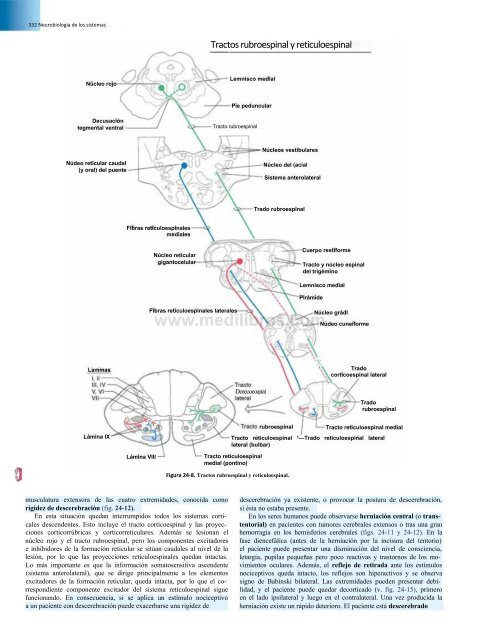 Principios de Neurociencia Haines 4a Ed_booksmedicos.org