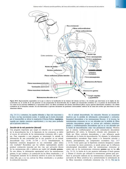 Principios de Neurociencia Haines 4a Ed_booksmedicos.org