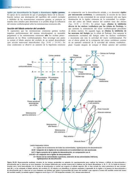 Principios de Neurociencia Haines 4a Ed_booksmedicos.org