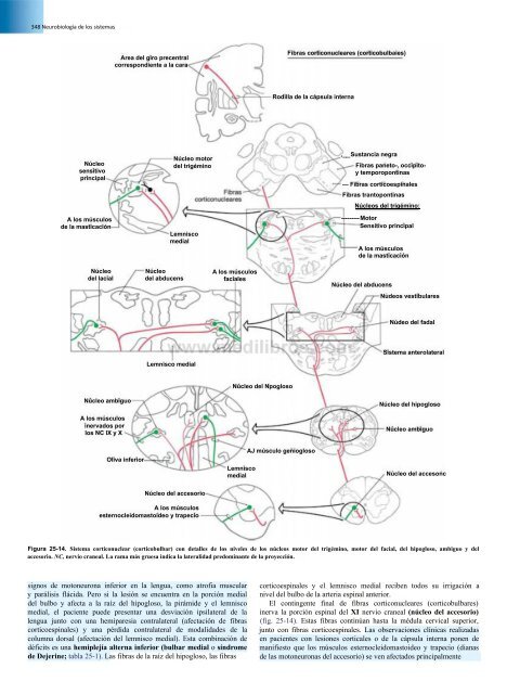 Principios de Neurociencia Haines 4a Ed_booksmedicos.org