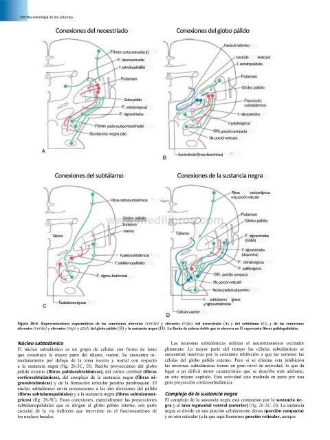 Principios de Neurociencia Haines 4a Ed_booksmedicos.org