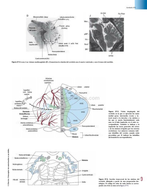 Principios de Neurociencia Haines 4a Ed_booksmedicos.org