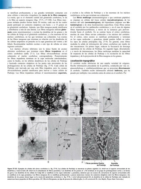 Principios de Neurociencia Haines 4a Ed_booksmedicos.org