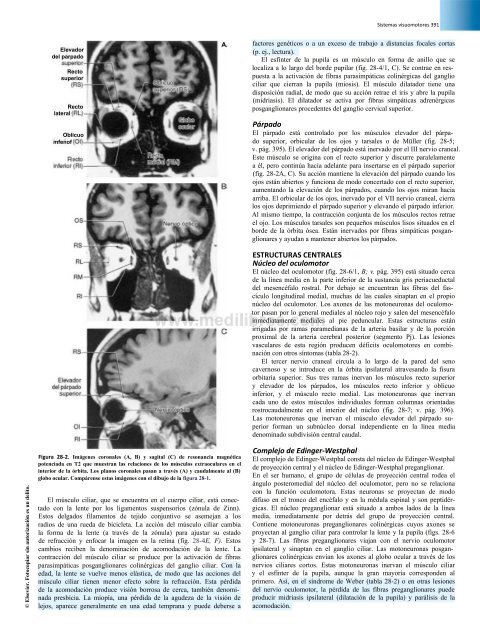 Principios de Neurociencia Haines 4a Ed_booksmedicos.org