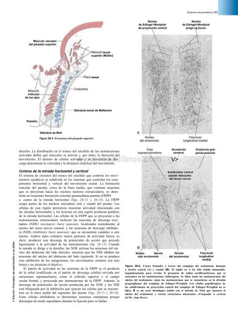 Principios de Neurociencia Haines 4a Ed_booksmedicos.org