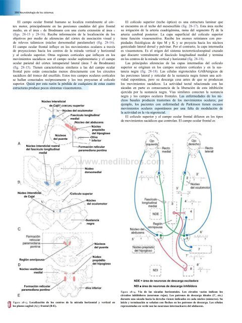 Principios de Neurociencia Haines 4a Ed_booksmedicos.org