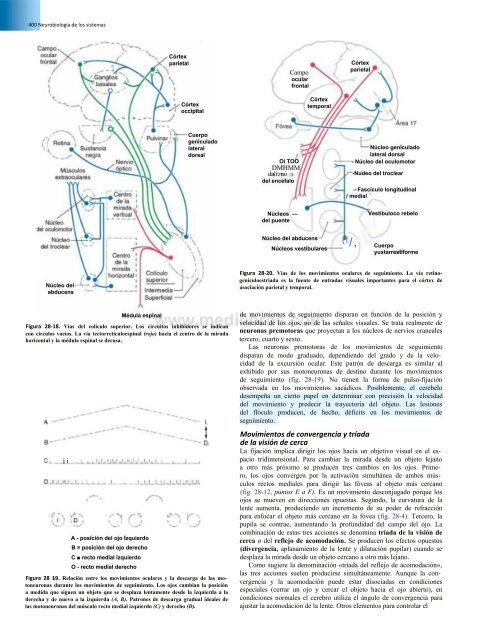 Principios de Neurociencia Haines 4a Ed_booksmedicos.org