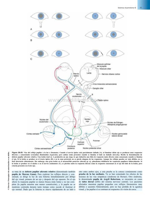 Principios de Neurociencia Haines 4a Ed_booksmedicos.org