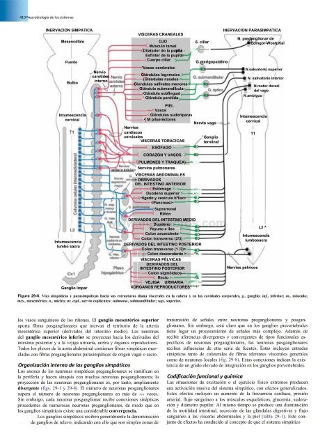 Principios de Neurociencia Haines 4a Ed_booksmedicos.org