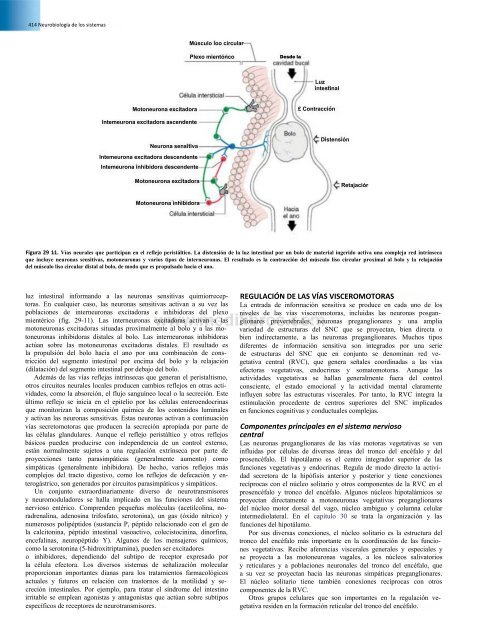 Principios de Neurociencia Haines 4a Ed_booksmedicos.org