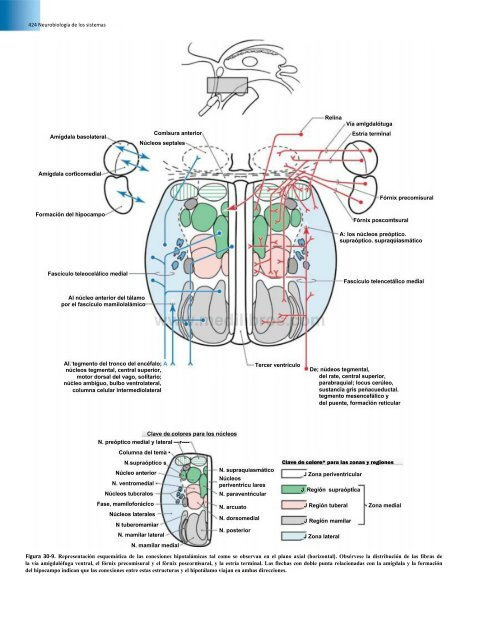 Principios de Neurociencia Haines 4a Ed_booksmedicos.org