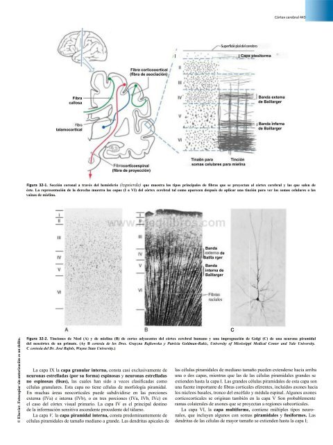 Principios de Neurociencia Haines 4a Ed_booksmedicos.org