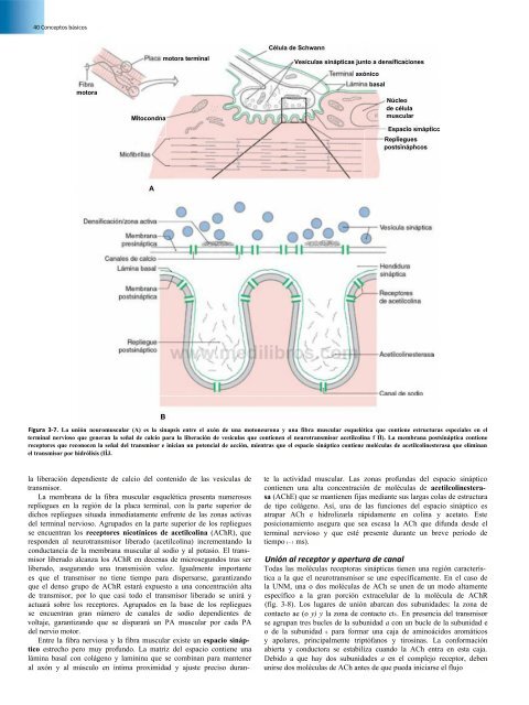 Principios de Neurociencia Haines 4a Ed_booksmedicos.org