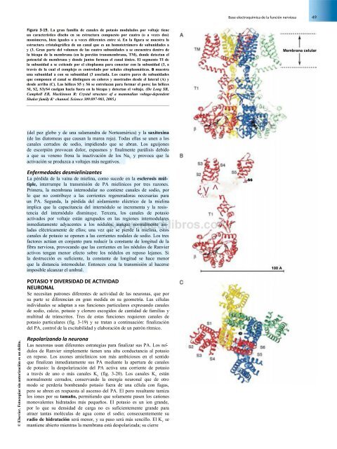 Principios de Neurociencia Haines 4a Ed_booksmedicos.org