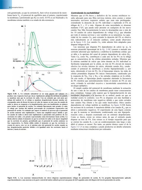 Principios de Neurociencia Haines 4a Ed_booksmedicos.org