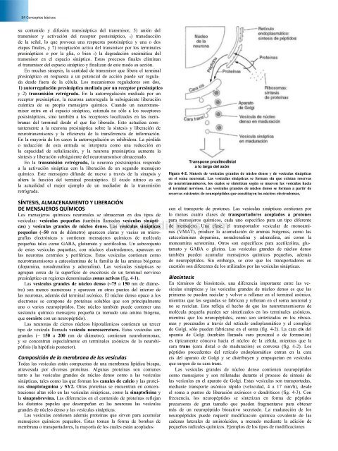 Principios de Neurociencia Haines 4a Ed_booksmedicos.org