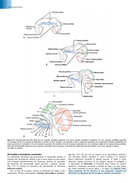 Principios de Neurociencia Haines 4a Ed_booksmedicos.org