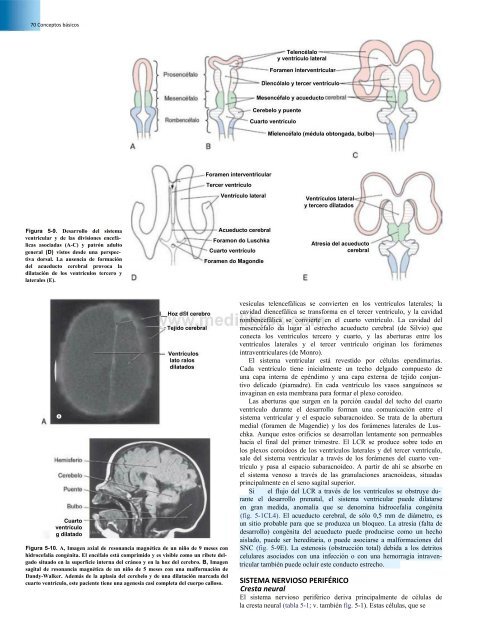 Principios de Neurociencia Haines 4a Ed_booksmedicos.org