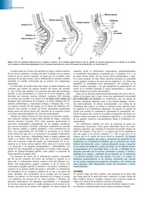 Principios de Neurociencia Haines 4a Ed_booksmedicos.org