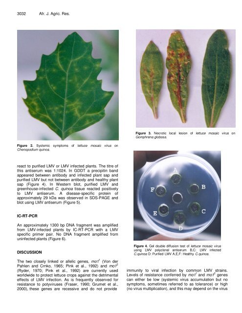 Identification of some viruses causing mosaic on lettuce and ...