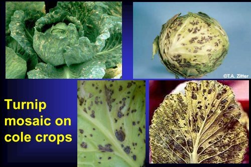 Disease Management in Cole Crops and Crucifer Greens