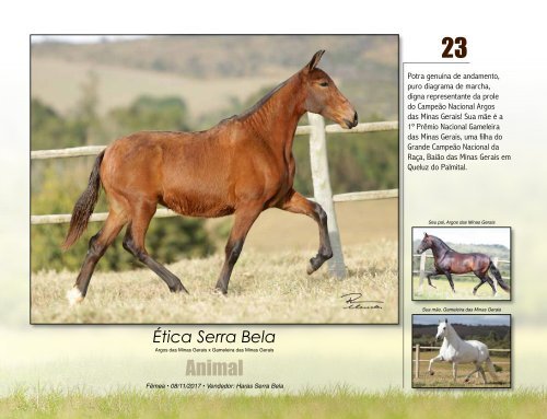 Catalogo Leilao Serra Bela 2018