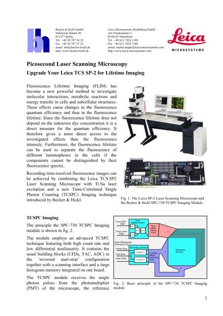 Picosecond Laser Scanning Microscopy - Becker & Hickl GmbH