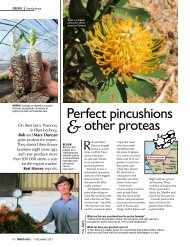 Perfect Pincushions & Other Protea