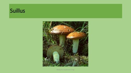 Introduction to mushrooms