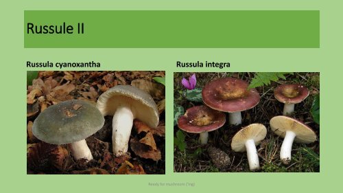 Introduction to mushrooms