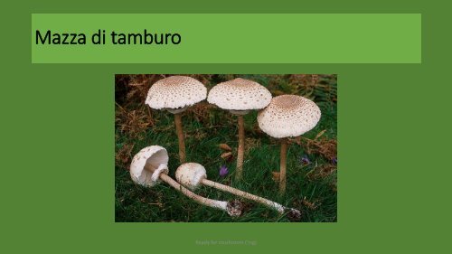 Introduction to mushrooms