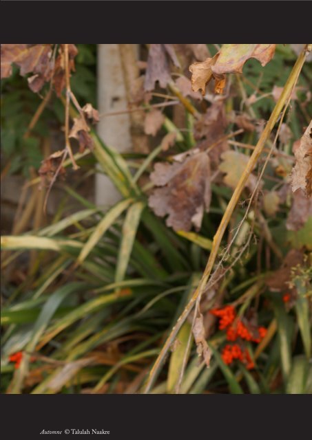 Céréales & Tubercules Manioc 2018