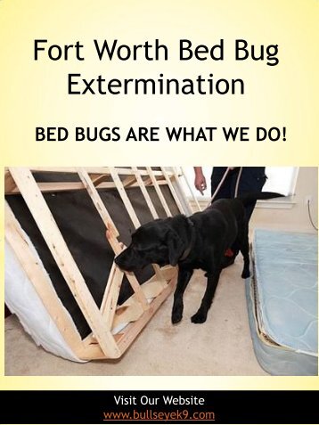 Bed Bug Exterminator Dallas | 4692000637 | bullseyek9.com