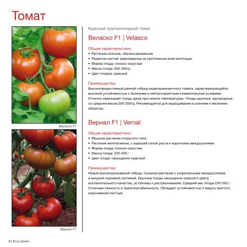Томат Красная Гвардия Фото