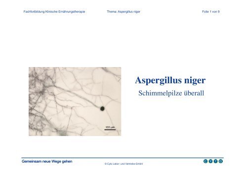 Aspergillus niger (Schwarzschimmel)