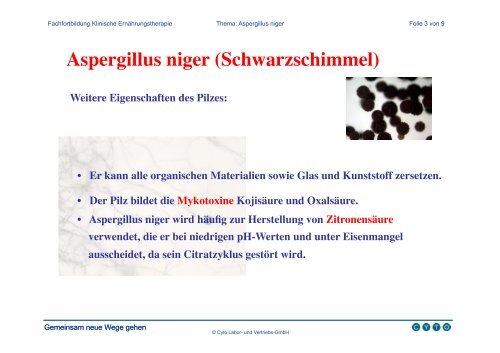 Aspergillus niger (Schwarzschimmel)