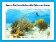 Explore The Fantastic Aqua Life At Cayman Islands