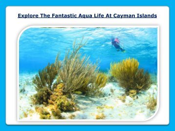 Explore The Fantastic Aqua Life At Cayman Islands
