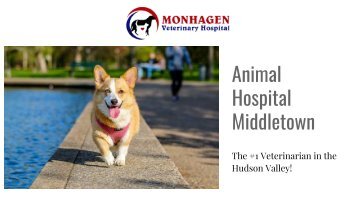 #1 Animal Hospital in Middletown