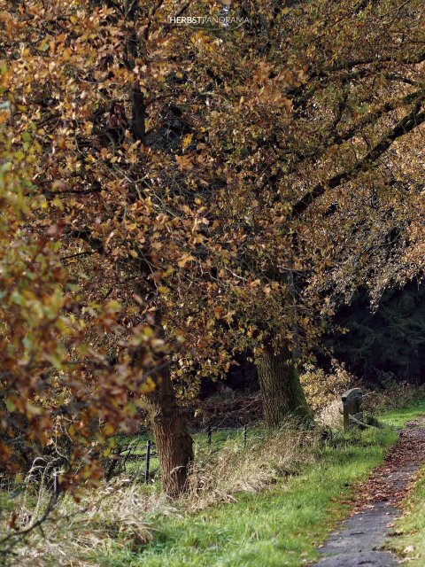 Calluna Herbst 2018