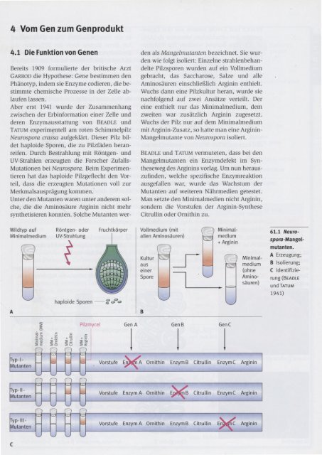 Ein Gen Ein Polypeptid Hypothese ein Gen ein Polypeptid Hypothese.pdf
