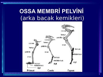 OSSA MEMBRİ PELVİNİ (arka bacak kemikleri)