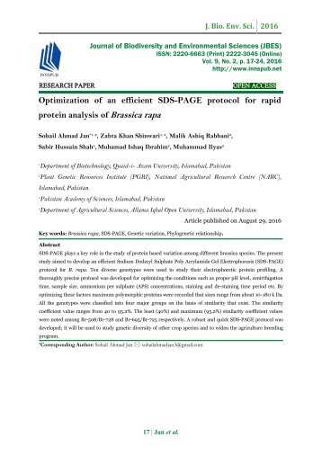 Optimization of an efficient SDS-PAGE protocol for rapid protein analysis of Brassica rapa