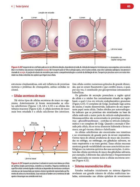 Histologia Básica, Texto e Atlas - 12ª Edição - Junqueira &amp; Carneiro