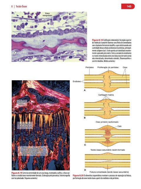 Histologia Básica, Texto e Atlas - 12ª Edição - Junqueira &amp; Carneiro